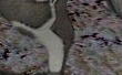 New Taming Pet Planet Cyrene.jpg