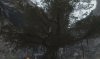 tree.jpg