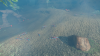 Entropia 2021-08-24 11.03.32.png