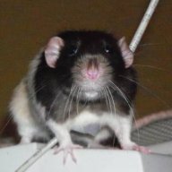 Haruto Rat