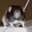 Haruto Rat