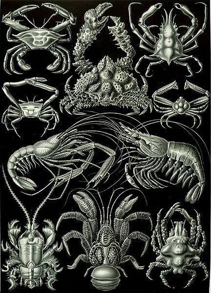 432px-Haeckel_Decapoda.jpg