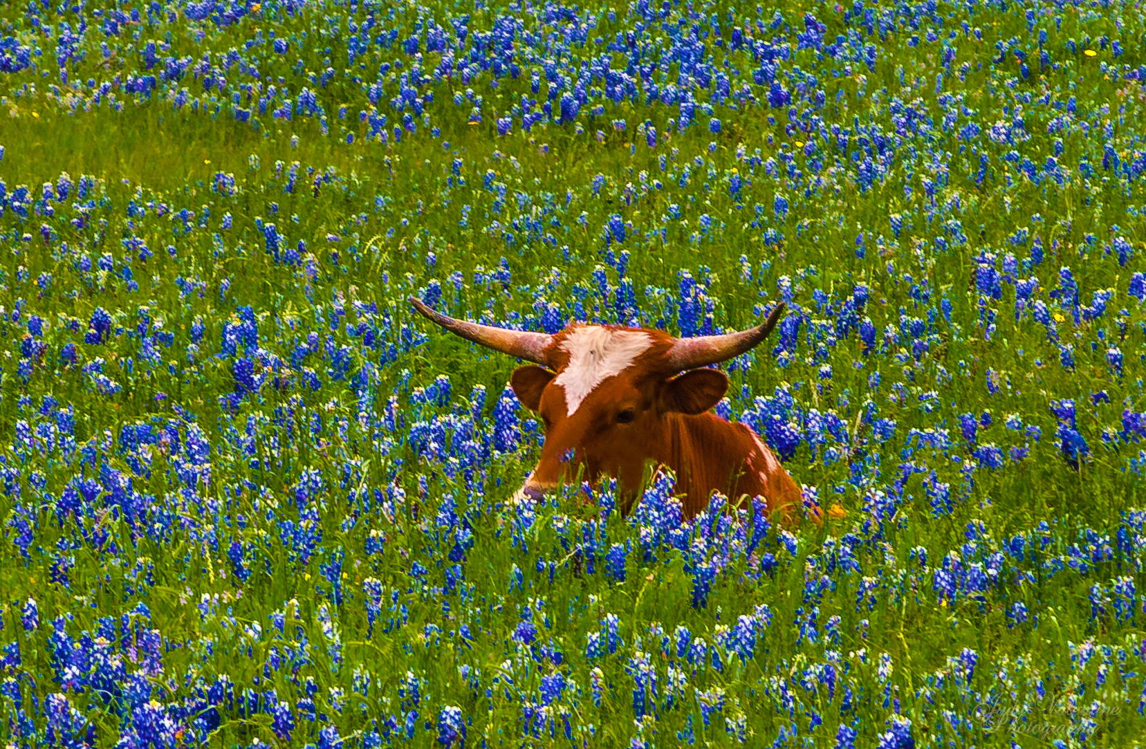 jvp_20120413_bluebonnettrail7021.jpg