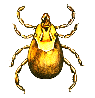 mite-and-tick-info3.gif