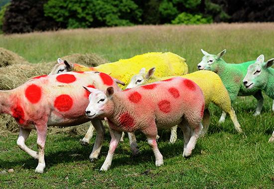sheep.jpg