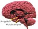 the brain.jpg