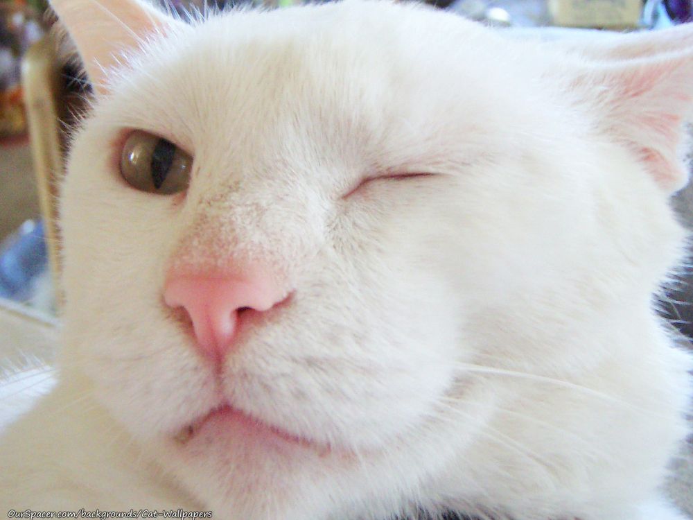 White-cat-winking.jpg